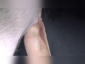 Primal Energy Meets Feline Allure