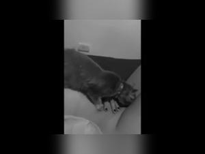 Bestialische und aufregende Lesbenspiele