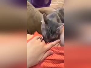 Les prostitueuses salopes des chiens dans les scenes sexuelles avec des chats