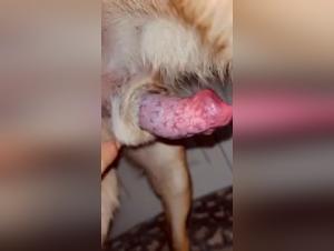 Cumslut e il suo cane: una passione proibita