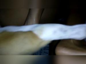 Bestiality video with a black dog and a latin woman