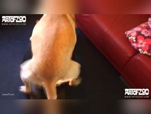 Zoophilia Video: An Extreme Experience with a Dog and a Young Teenage Girl