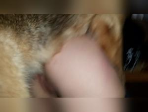 Exploring the Dark Side: Dog Blowjob Realm