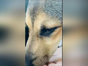 Sexy Szene: Frau fickt mit ihrem Hund