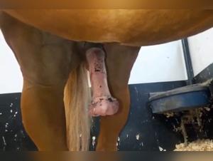 how long does dog sex take