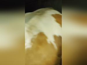 Surrender to Bestiality: Forbidden Sexual Experiences