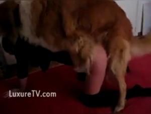 Extreme zoophilia video with a little slut