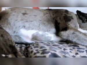 Extreme Zoophilie-Szene: Sex mit einem Hund