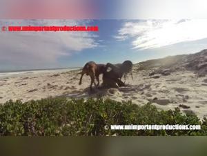 Beastiality Video Porn: Extreme Hardcore Sex