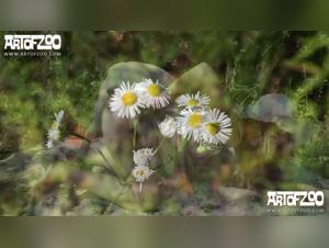 Extreme Porno Videos of Girl and Dog Sex