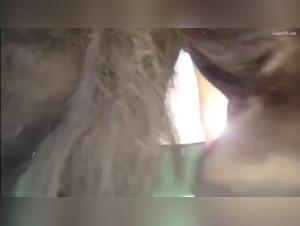 Discover the pleasures of bestiality with a horse