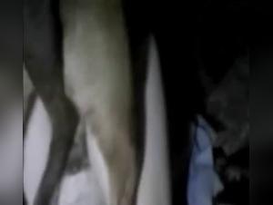 Bestiality Exposed: Raw Footage Revealed