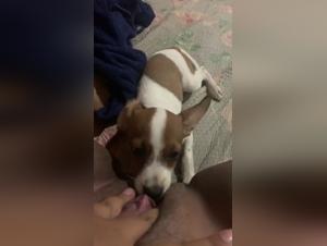 Ethics and Canine Welfare