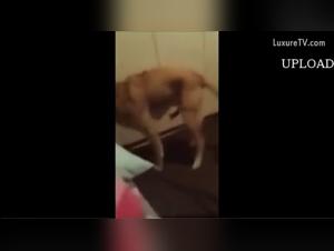 Il cane divora la carne della sua preda: un video hardcore italiano