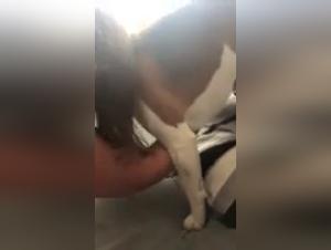 rohe Kraft und extreme Einreichung von Hunden