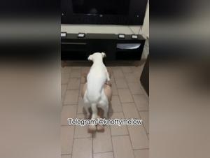 Spermaspur: Hund Vögelt Milly Gewaltsam