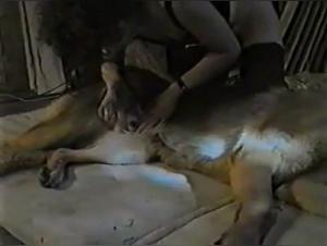 Discover the World of Zoophilia and Extreme Sex