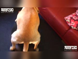 The slut who makes everyone lose their breath with her dog