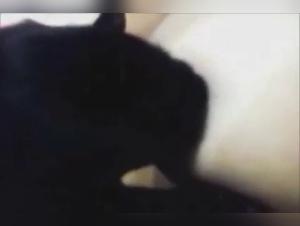 Bestiality zoophilia sex video: discover the world of extreme sex