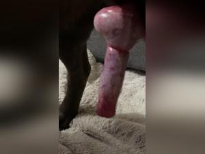 taboo bestiality stories