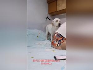 Intimate Relations between Women and Dogs: Sex, Prostitutes, Whores