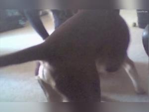 Dog sex video: schoolgirl in uniform and extreme sex