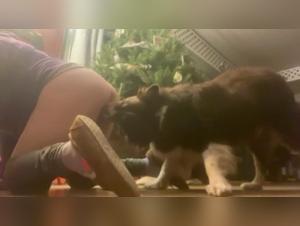 Bestiality sex video: an amateur woman and a dog