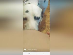 Private Message - Sex Video with a Dog