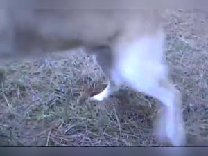 A beastly and intense experience with dogs