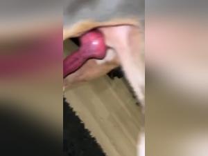 Dog Sex Video: Discover the World of Dog Sex