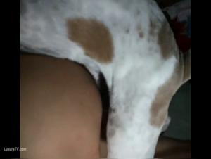 Dog sex video