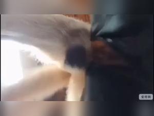 Ossessione selvaggia: dominazione canina e desiderio insaziabile