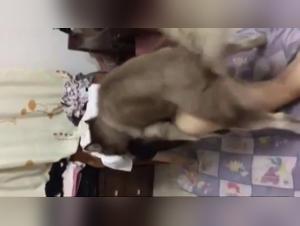 Sperimenta l'indecenza: scopata canina dal vivo con Penelope