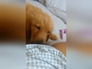 Bestiality sex video: dog and woman