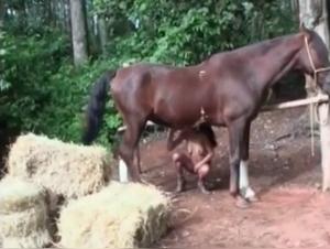 Perverted slut being fucked by a huge brown mare