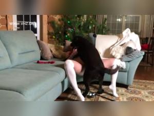 Discover the Ecstasy of Zoophilia in this Dog Sex Video