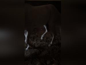 Admire these Horses with Impressive Sex in Explicit Scenes