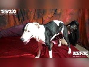 Sex video with a dog: an intense and unique experience