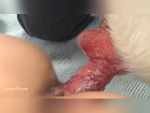 cazzo selvaggio con cani, fetido e godimento indomita