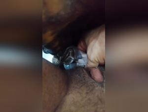 The Cat Gets Seduced by the Hamster