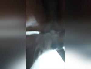 curiosite bestiale, revelations cachees