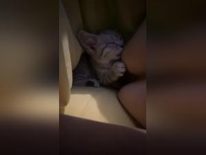 K9 Dynamics in Forbidden Romance