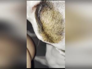 animal porn zoophilia