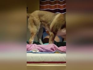 Extreme Zoophilia Experience with a Dog