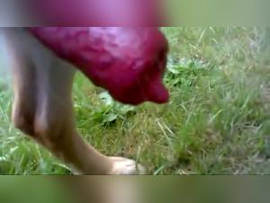 Stanze oscene: ragazze e cani che fanno l'amore intensamente