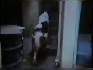 Hard Sex Scenes with Dogs in this 1986 Movie