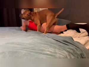 A bestiality scene with Sonya and her dog