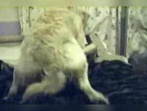 Bestiality sex moments with a blonde and her dog