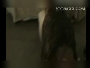 Dive into the Realm of Tiersex on Ztube.org