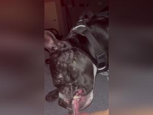 Sex video with a dog: an extreme experience